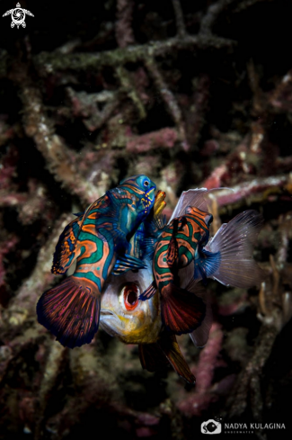 A Synchiropus splendidus | mandarin fish