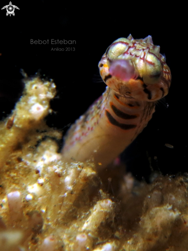 A Pipefish