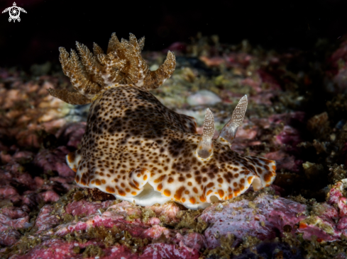 A Chromodoris mandapamensis | Nudibranch