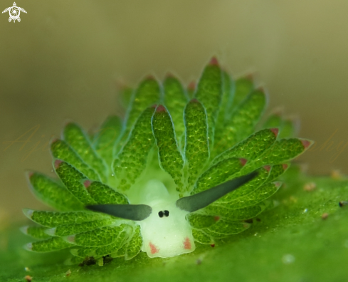 A costasiella 