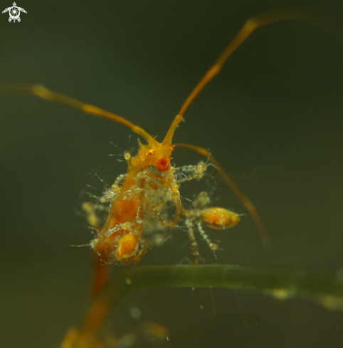 A skeleton shrimp 