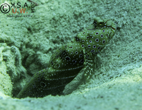 A BLENNY