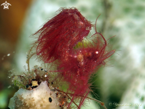A Algae shrimp | Hairy chicken Shrimp