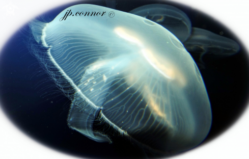 A méduse bleue
