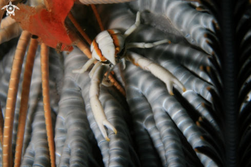 A Crinoid Squat Lobster