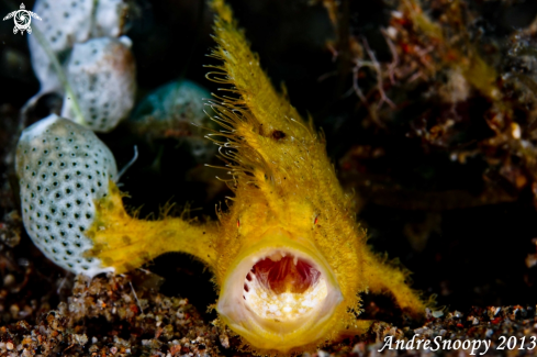 A Antennariidae | Hairy Frog Fish