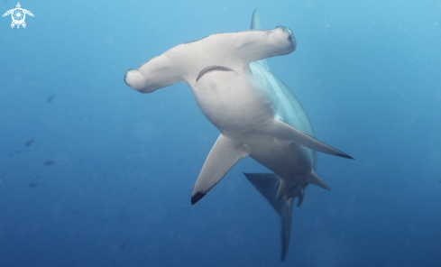 A hammerhead shark