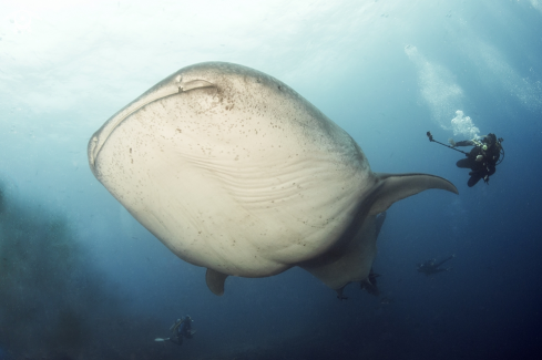 A whale shark