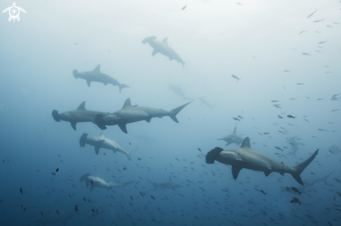 A hammerhead sharks