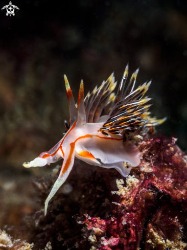 A Nudibranch