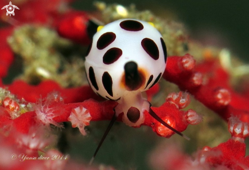 A primovula roserwateri | Primovula rosewateri