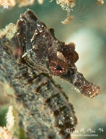 A Seahorse