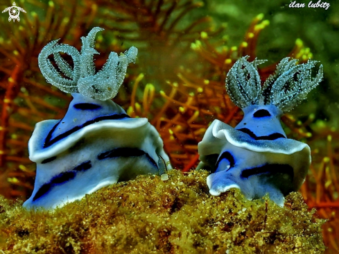 A nudibranch