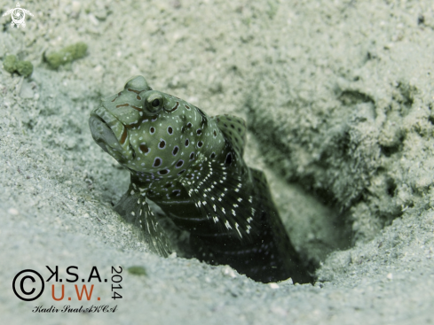 A BLENNY