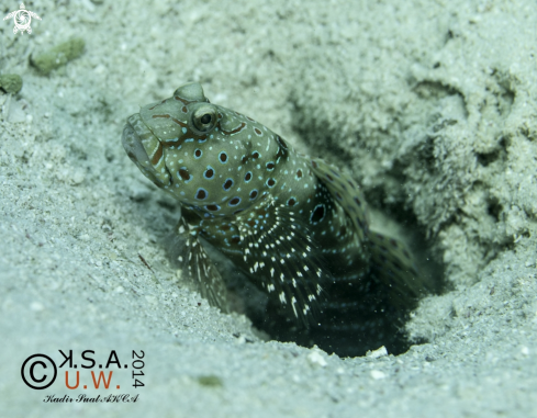 A BLENNY