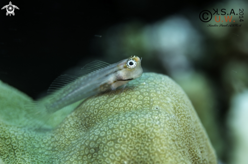 A BLENNY