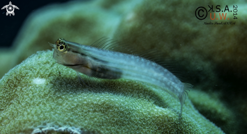 A BLENNY