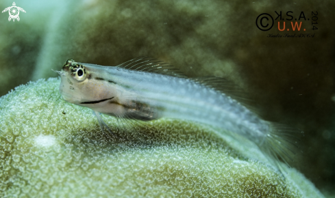 A BLENNY