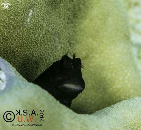 A BLENNY