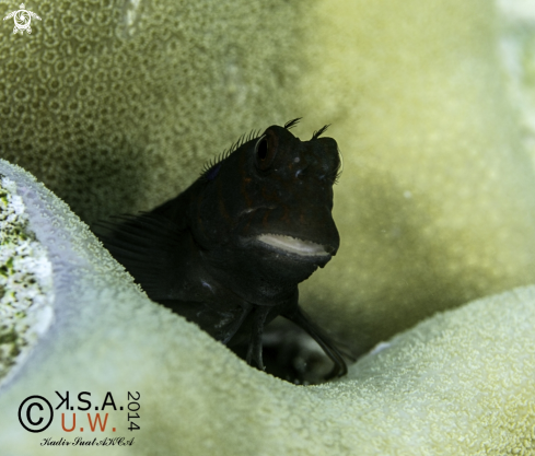 A BLENNY