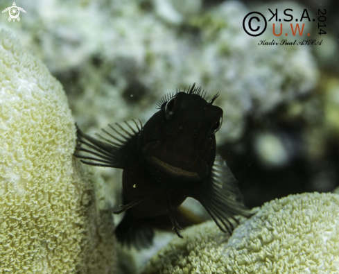 A BLENNY