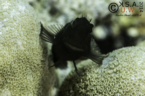 A BLENNY