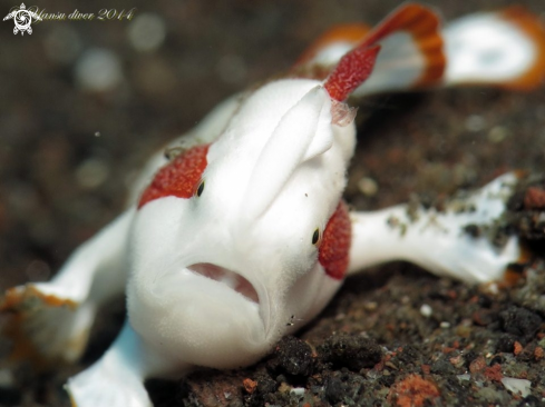 A worty frogfish | Clown frogfish