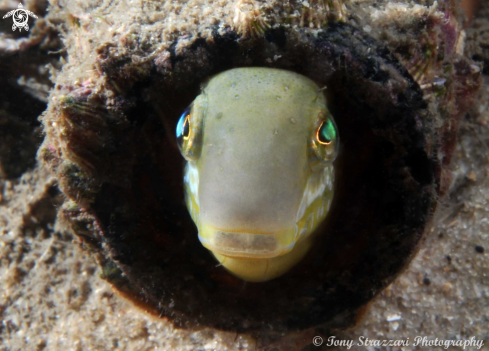 A Hit & Run Fang Blenny