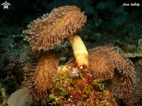 A Sarcophyton sp | soft coral