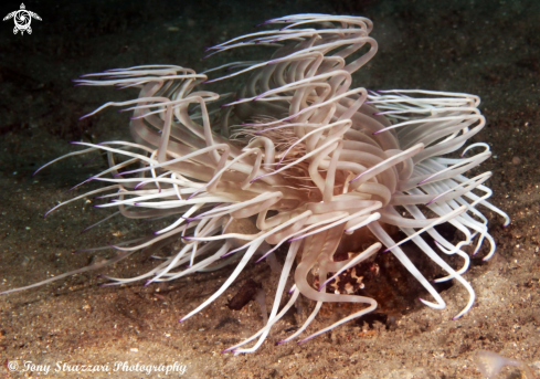 A Cerianthus filiformis | Tube anemone