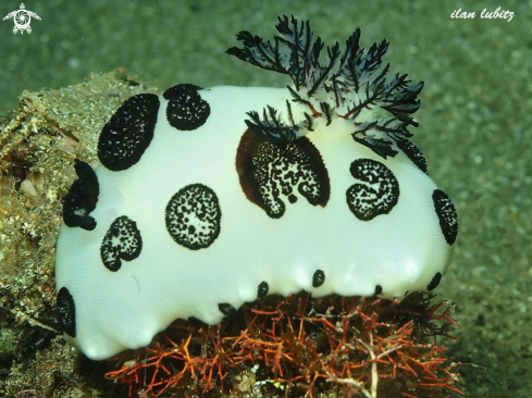 A Jorunna funebris | nudibranch