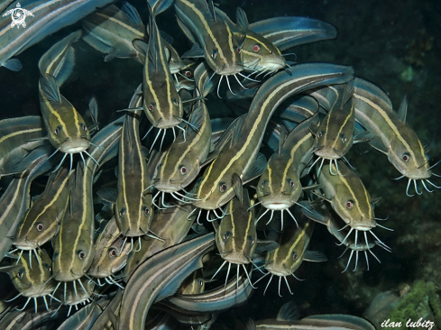 A Plotosus lineatus | Striped Eel Catfish 