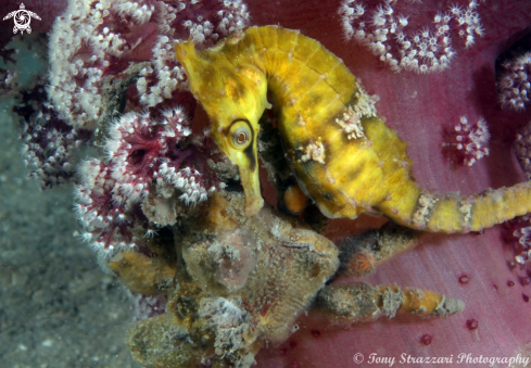 A Hippocampus whitei  + Hyastenus elastus | White's seahorse + Decorator crab