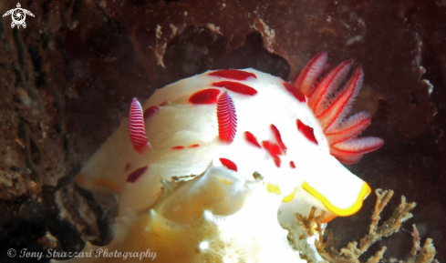 A Chromodoris splendida | Splendid Chromodoris