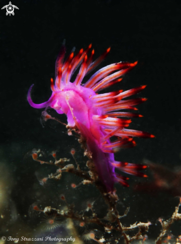 A Flabellina rubrolineata