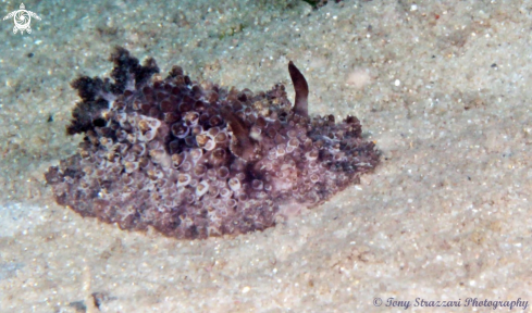 A Hoplodoris nodulosa | Nodulose Hoplodoris