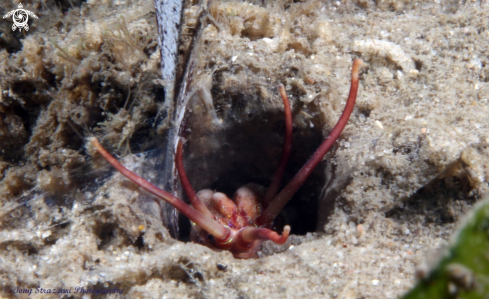 A Sand worm (bobbit worm)