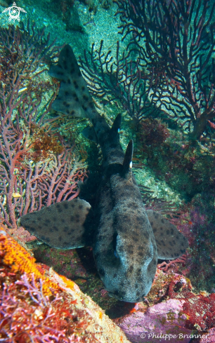 A Horned shark