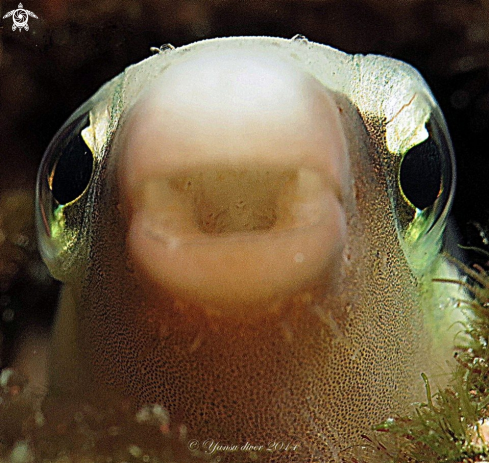 A blenny