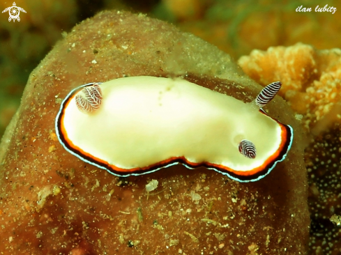 A nudibranch