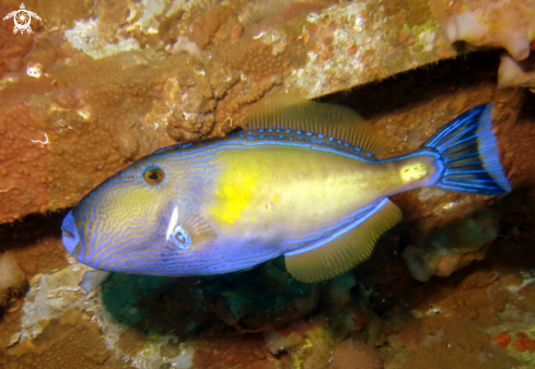 A Meuschenia freycineti | Six-Spine Leatherjacket