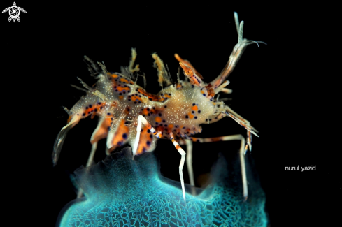 A Spiny Tiger Shrimp