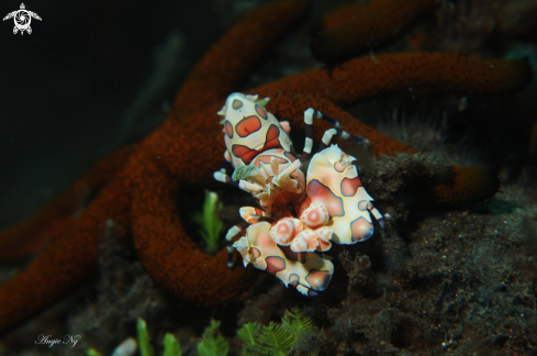 A Harlequin Shrimp