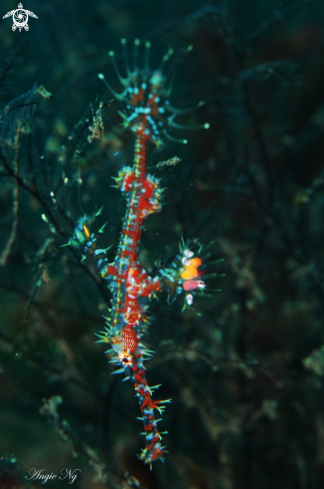 A Harlequin Ghost Pipefish