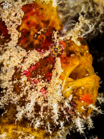 A Antennarius sp.  | Frogfish