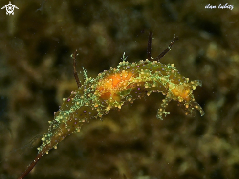 A sea slug