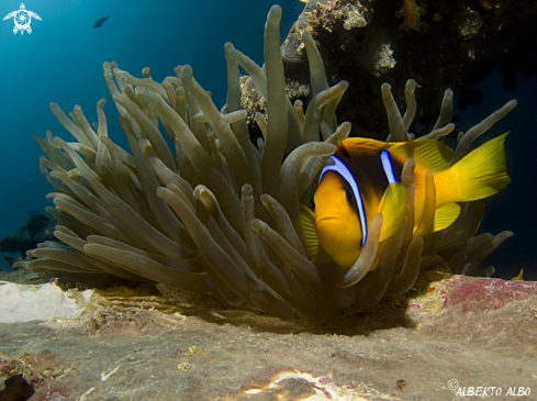 A AMPHIPRION BICINTUS | PEZ PAYASO