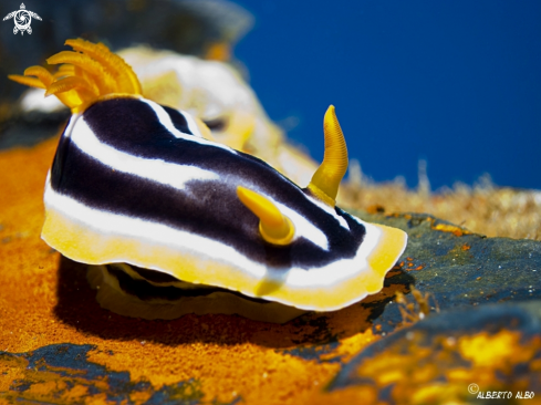 A Chromodoris Africana | nudibranqueo