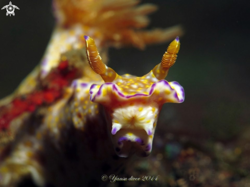 A Ceratosoma Nudi