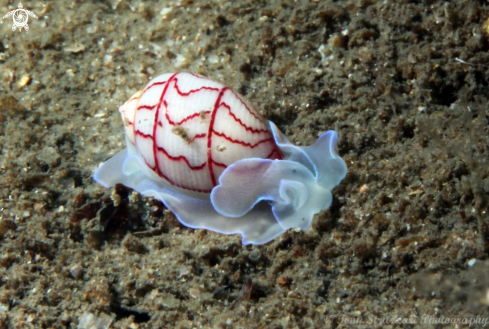 A Bullina lineata | Lined Bubble-shell